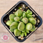 Adromischus marianae var. tanqua