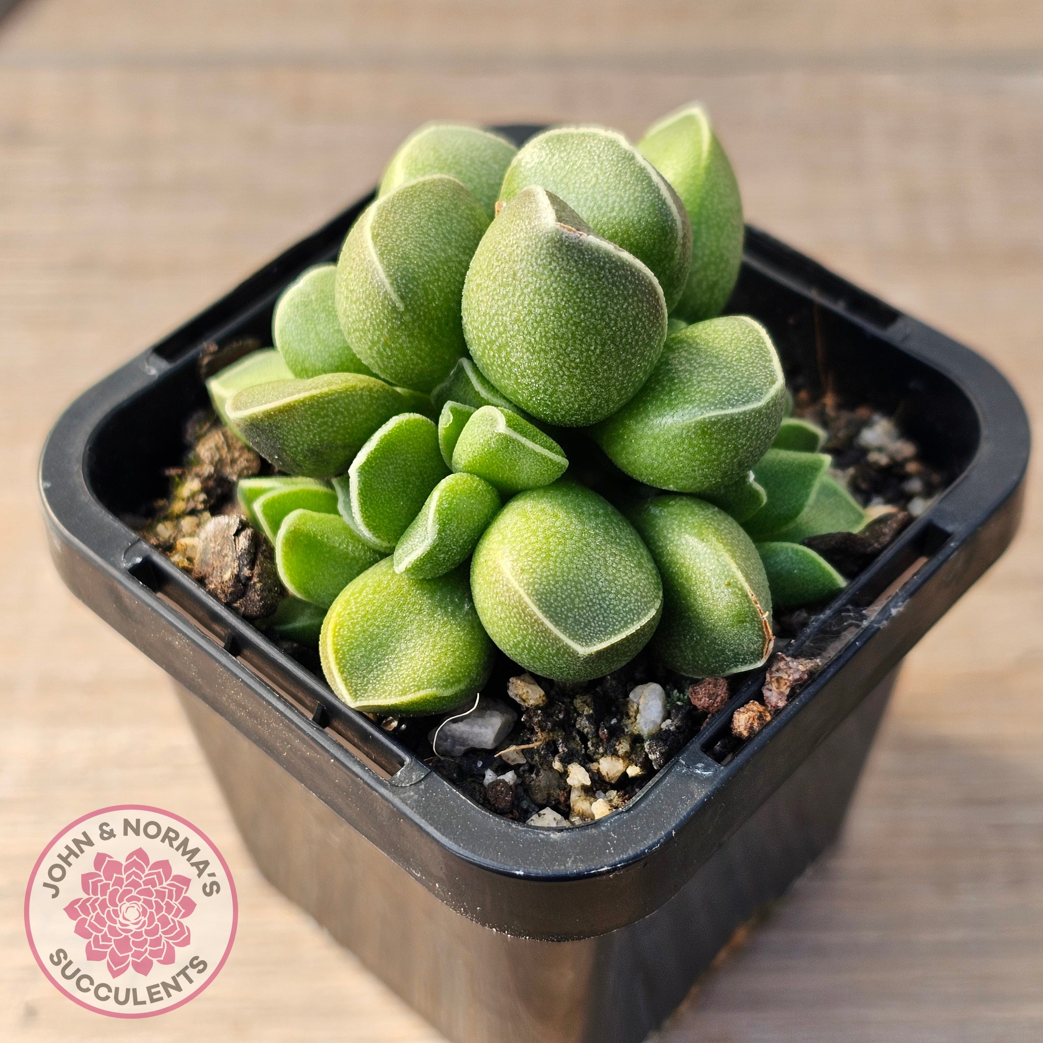 Buy Adromischus marianae var. tanqua Australia