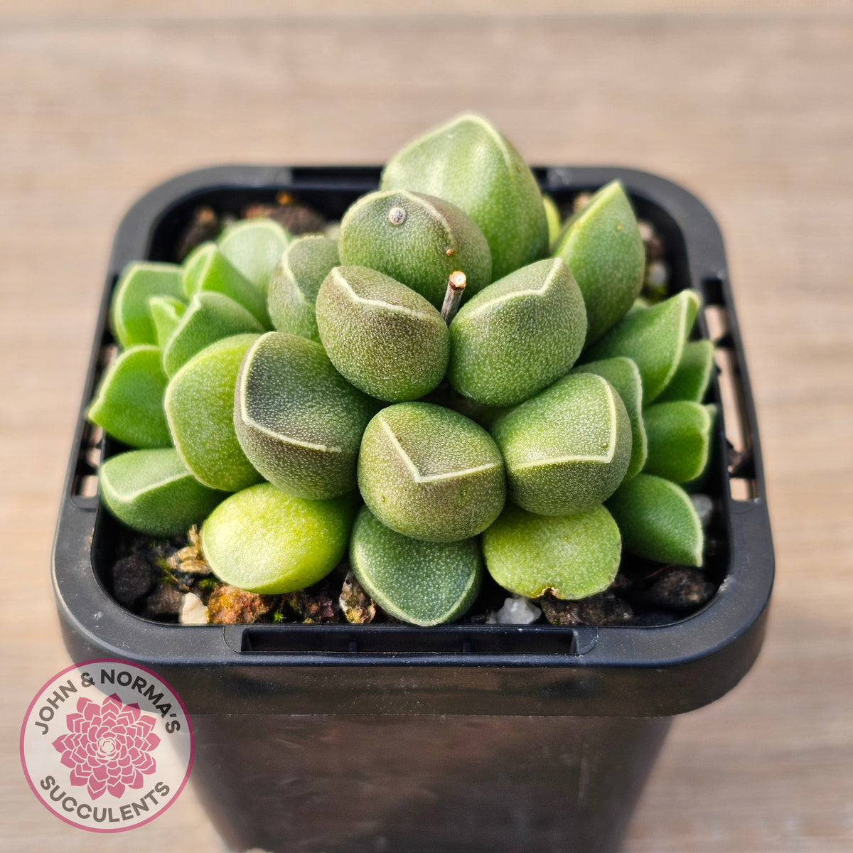 Adromischus marianae var. tanqua