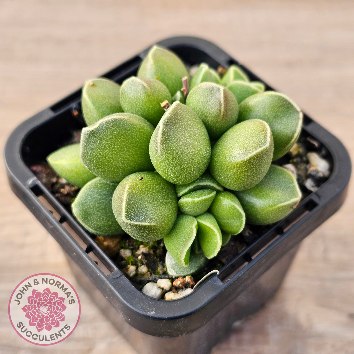 Adromischus marianae var. tanqua