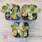 Adromischus schuldtianus 'Strawberry Cake'