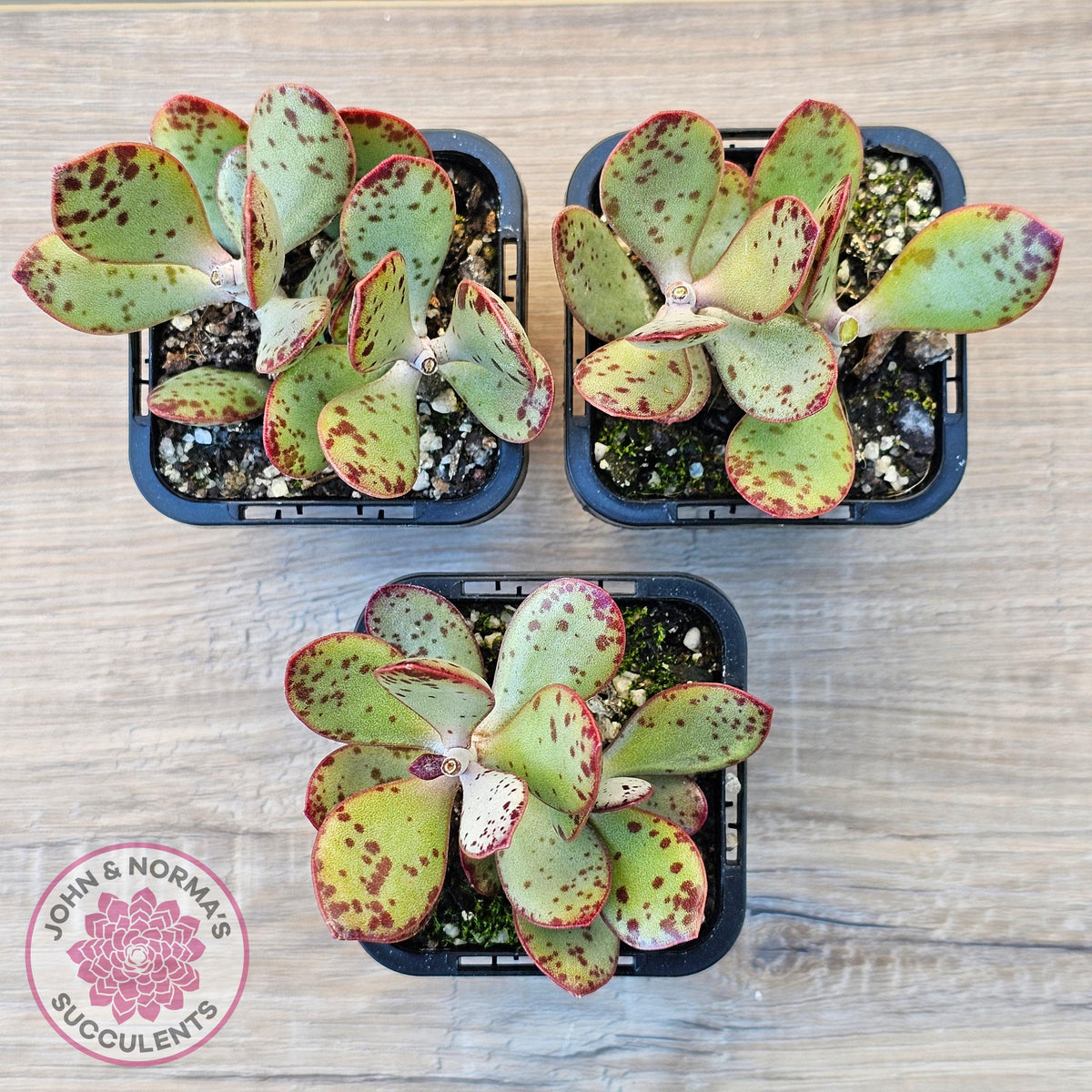 Adromischus schuldtianus 'Strawberry Cake'