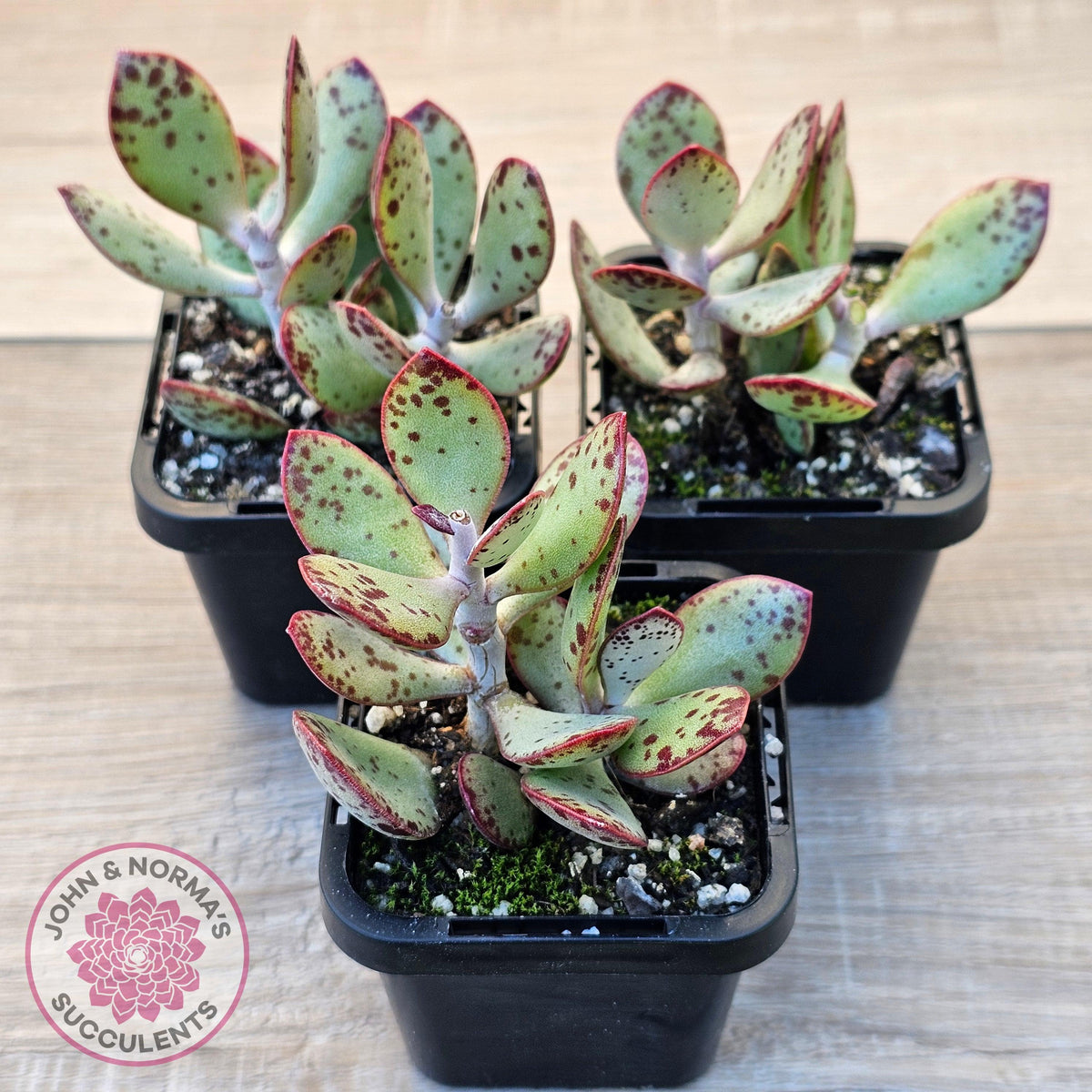 Adromischus schuldtianus 'Strawberry Cake'