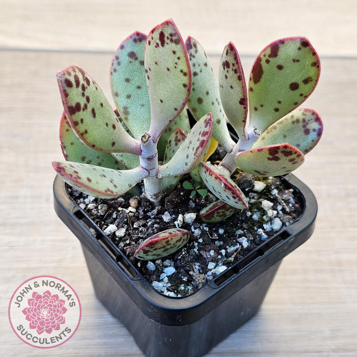 Adromischus schuldtianus 'Strawberry Cake'