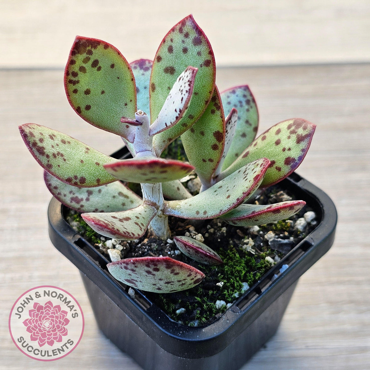 Adromischus schuldtianus 'Strawberry Cake'