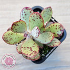 Adromischus schuldtianus 'Strawberry Cake'
