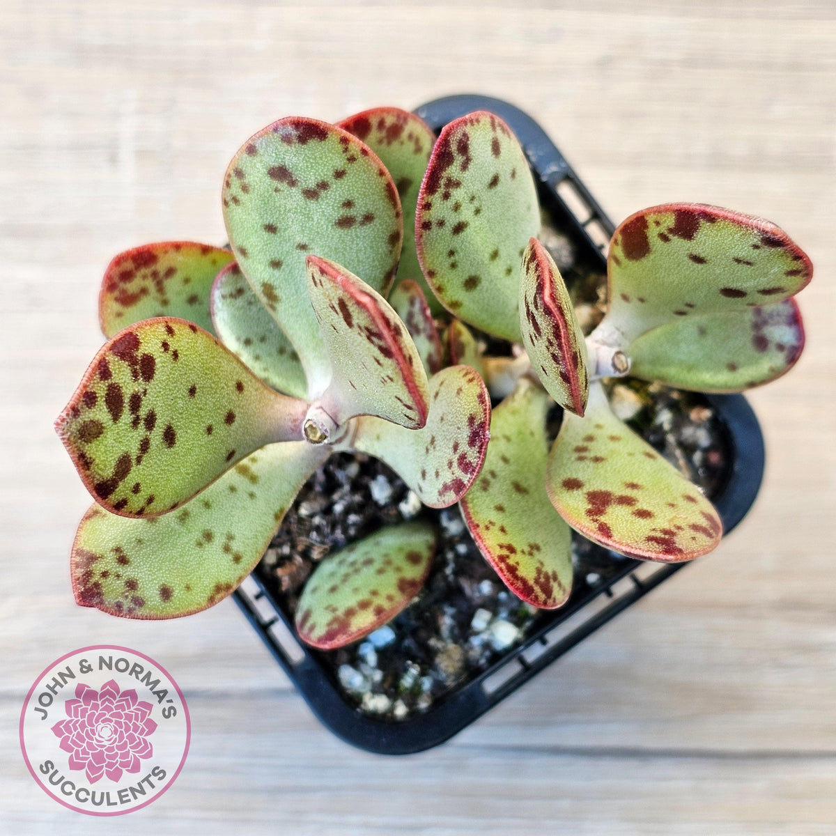 Adromischus schuldtianus 'Strawberry Cake'