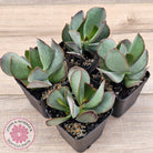 Adromischus sphenophyllus
