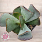 Adromischus sphenophyllus