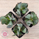 Adromischus sphenophyllus