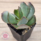 Adromischus sphenophyllus