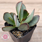 Adromischus sphenophyllus