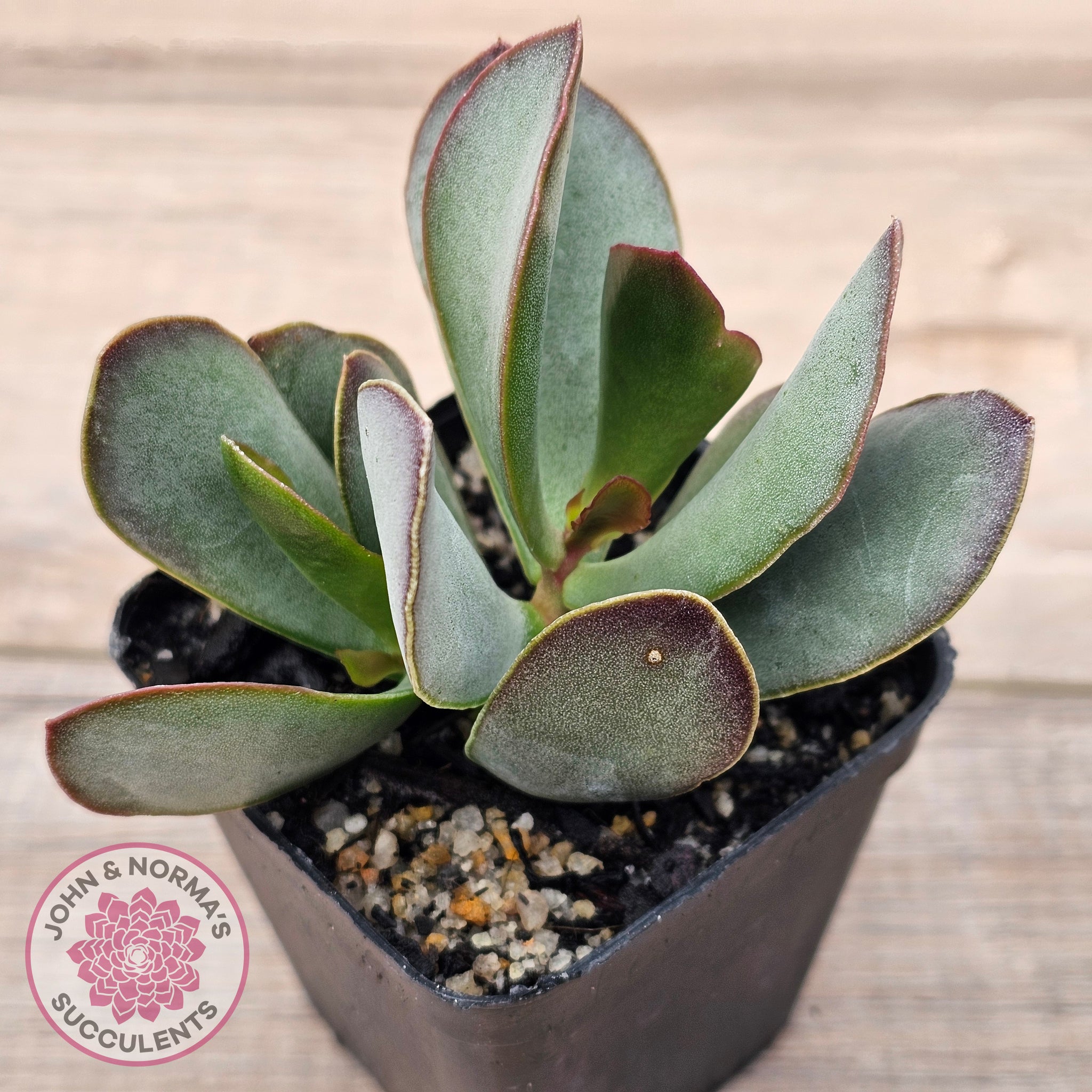 succulent plants for sale australia Buy Adromischus sphenophyllus Australia