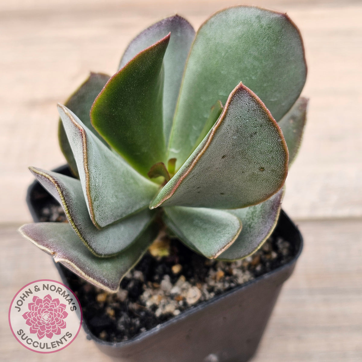 Adromischus sphenophyllus