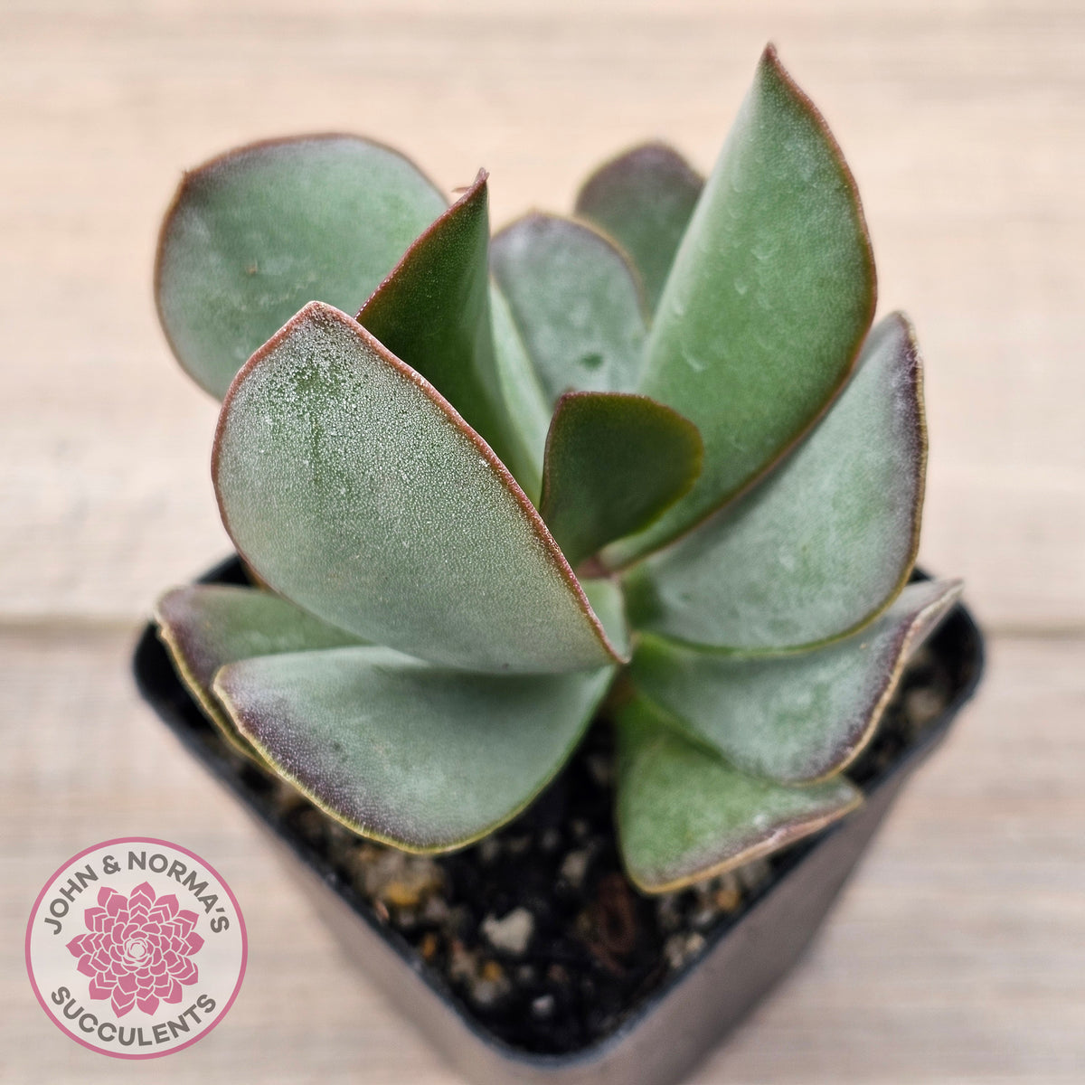 Adromischus sphenophyllus