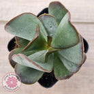 Adromischus sphenophyllus