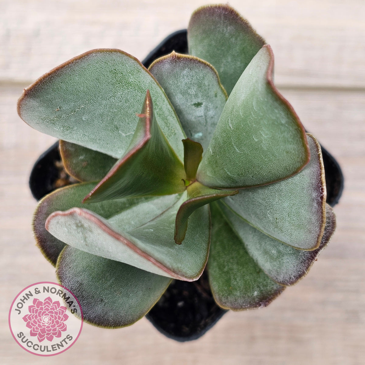 Adromischus sphenophyllus