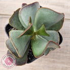 Adromischus sphenophyllus