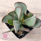 Adromischus sphenophyllus