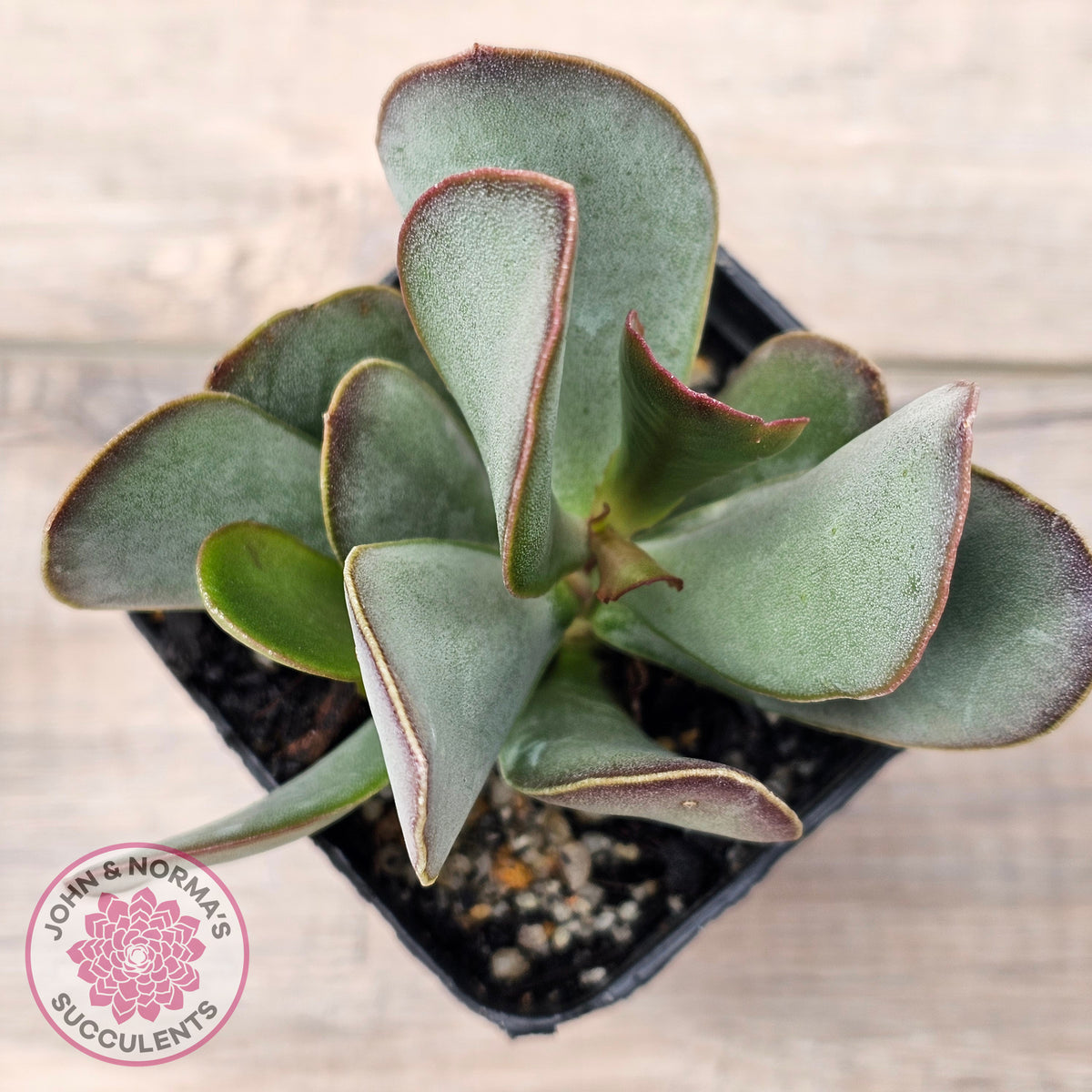 Adromischus sphenophyllus