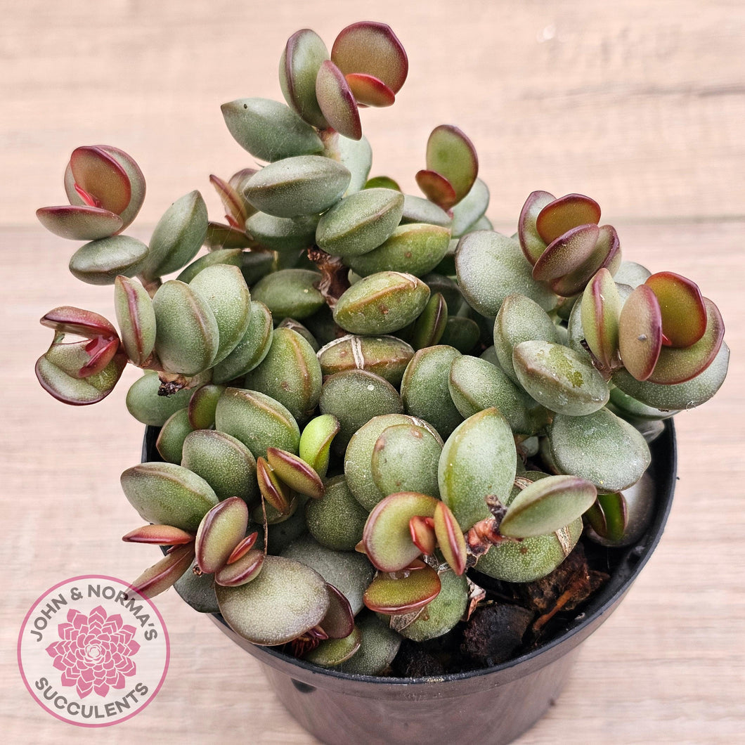 Adromischus subdistichus - John & Norma's Succulents Australia