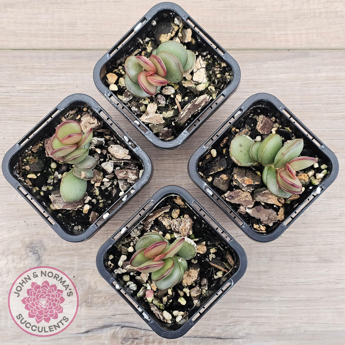 Adromischus subdistichus