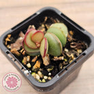 Adromischus subdistichus