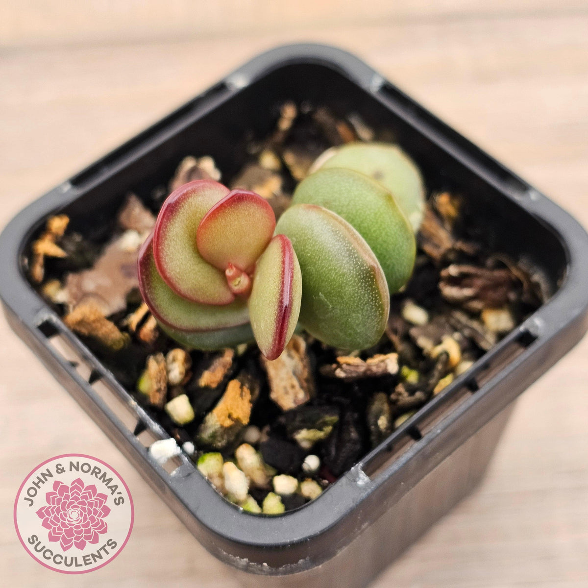 Adromischus subdistichus