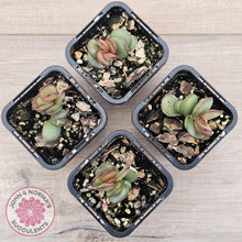 Load image into Gallery viewer, Adromischus subdistichus - John &amp; Norma&#39;s Succulents Australia
