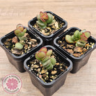 Adromischus subdistichus