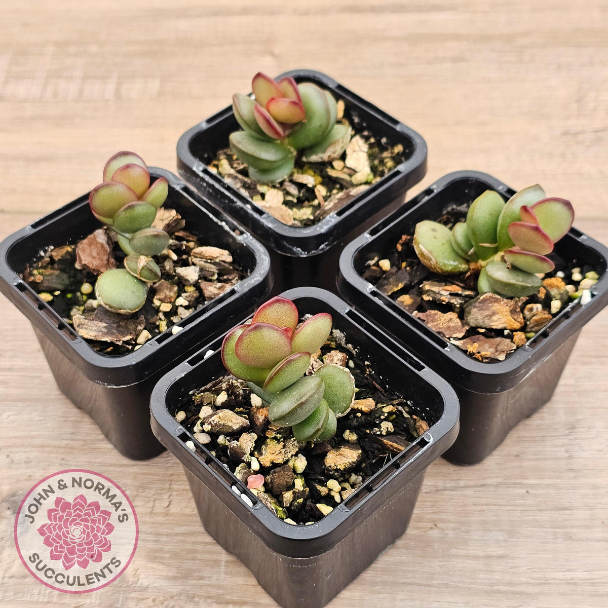 Adromischus subdistichus