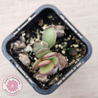 Adromischus subdistichus