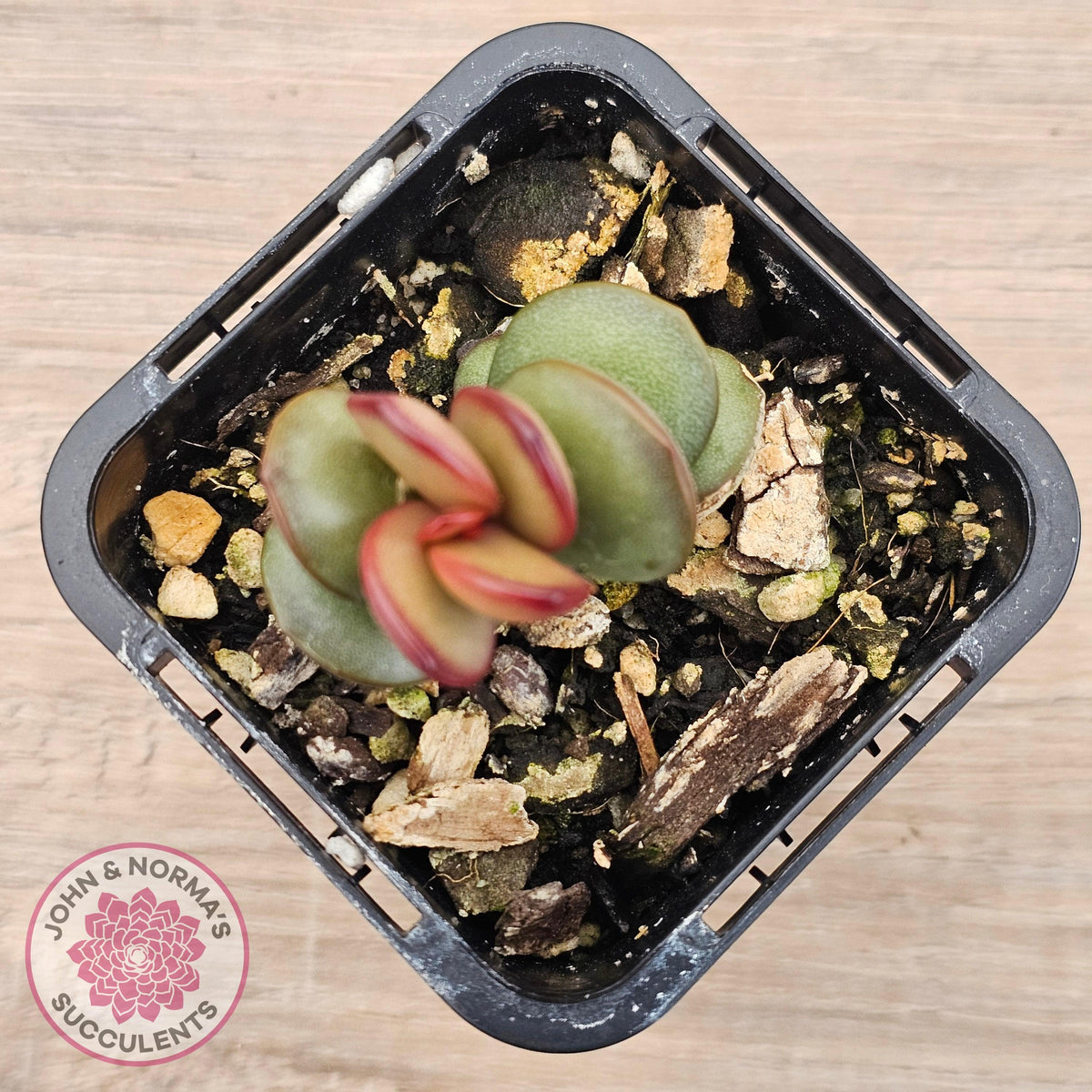 Adromischus subdistichus