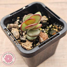 Adromischus subdistichus