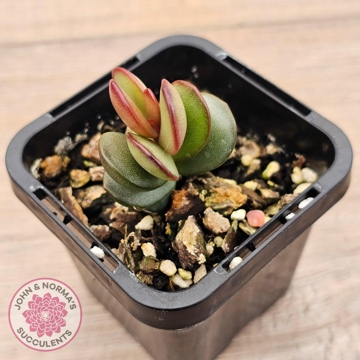 Adromischus subdistichus