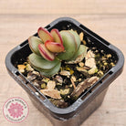 Adromischus subdistichus
