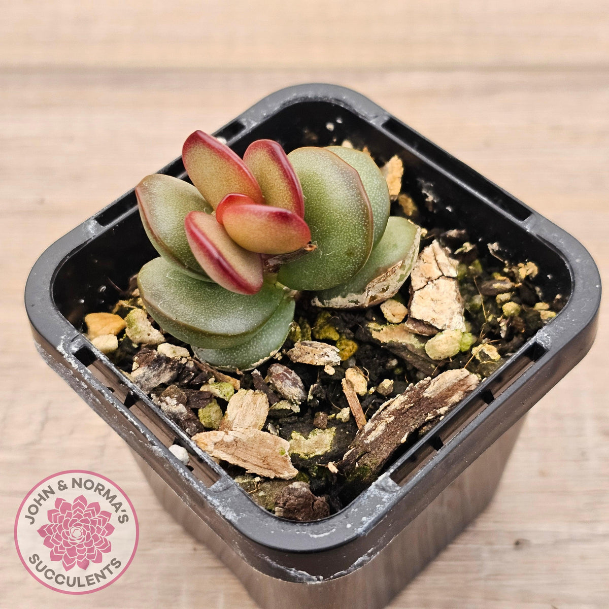 Adromischus subdistichus