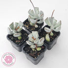 Adromischus triflorus (grey form)
