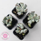 Adromischus triflorus (grey form)