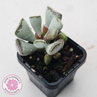 Adromischus triflorus (grey form)