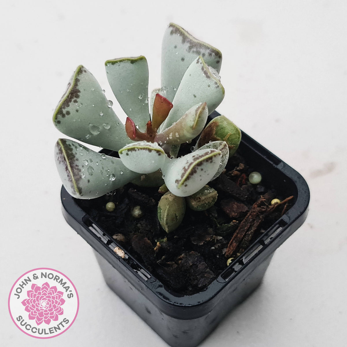Adromischus triflorus (grey form)