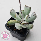 Adromischus triflorus (grey form)