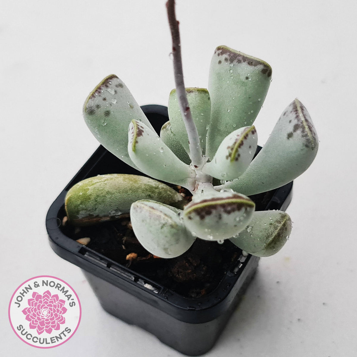 Adromischus triflorus (grey form)
