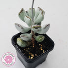 Adromischus triflorus (grey form)