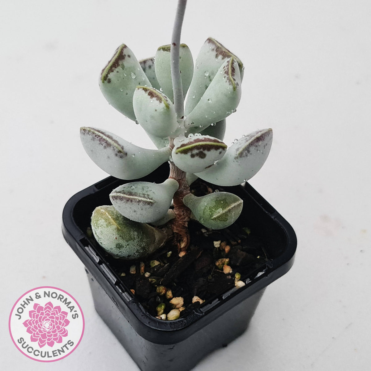 Adromischus triflorus (grey form)