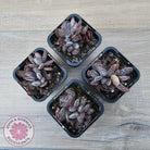 Adromischus trigynus