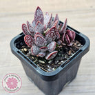 Adromischus trigynus