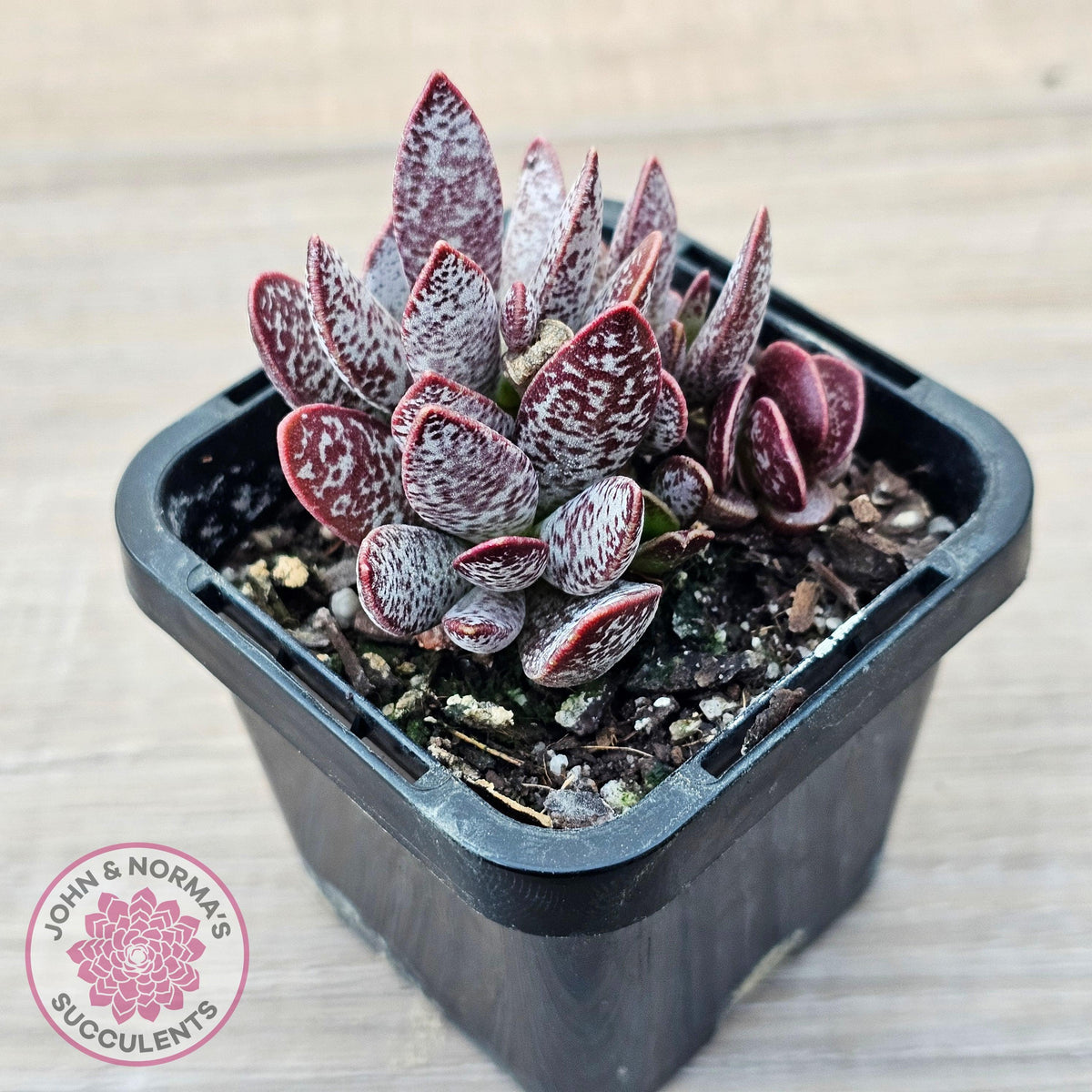 Adromischus trigynus