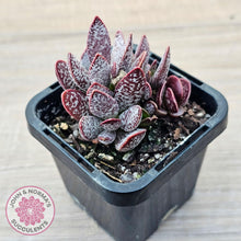 Load image into Gallery viewer, Adromischus trigynus - John &amp; Norma&#39;s Succulents Australia
