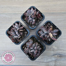 Load image into Gallery viewer, Adromischus trigynus - John &amp; Norma&#39;s Succulents Australia
